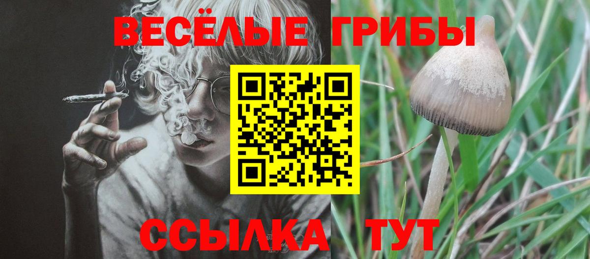 Галлюциногенные грибы Psilocybine cubensis  закладка  Буйнакск  Псилоцибиновые грибы Cubensis  Вход с VPN 